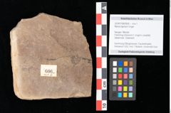 Foto (Objekt + Etikett) von Myrica lignitum Unger (NHMW-GEO-2024-0188-0606)